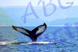 0002_baleine
