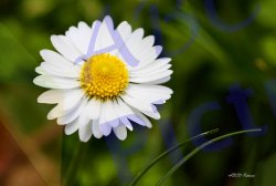 0004_marguerite