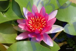 0005_nenuphar