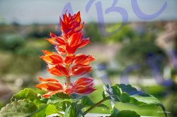 0008_fleur