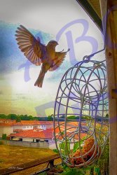0011_oiseau