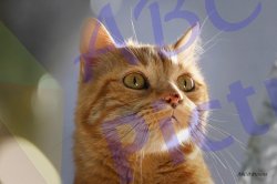 0019_chat
