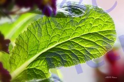 0022_feuille