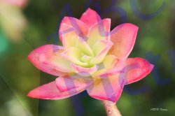 0025_fleur