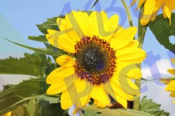 0031_tournesol