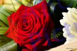 0039_rose