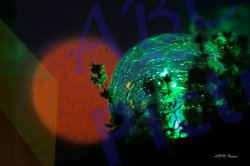 0042_thym