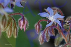 0045_eclosion_bourrache