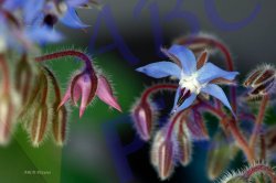 0048_eclosion_bourrache