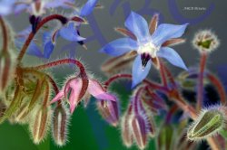 0049_eclosion_bourrache