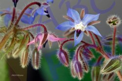 0050_eclosion_bourrache